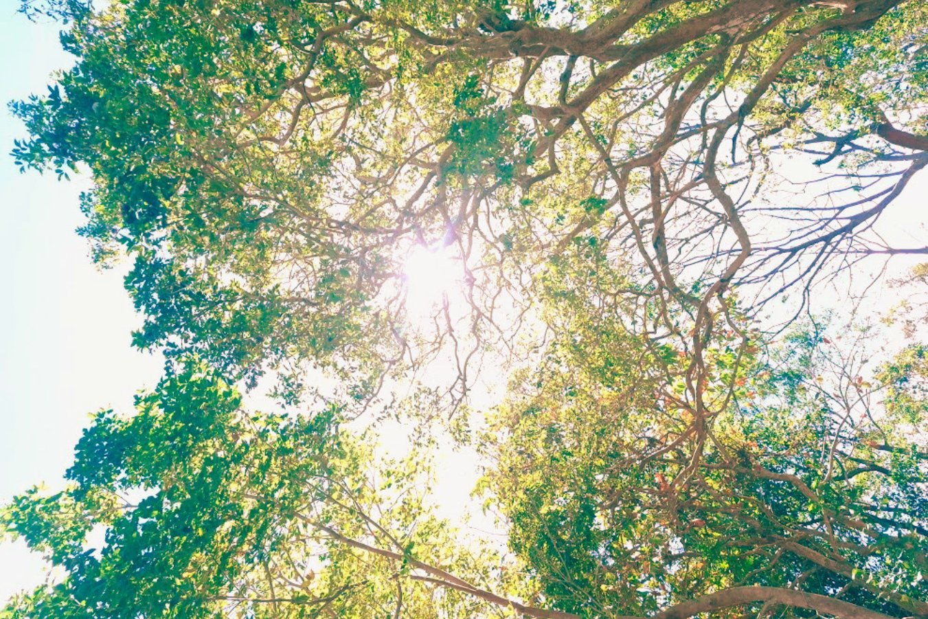 nature nature